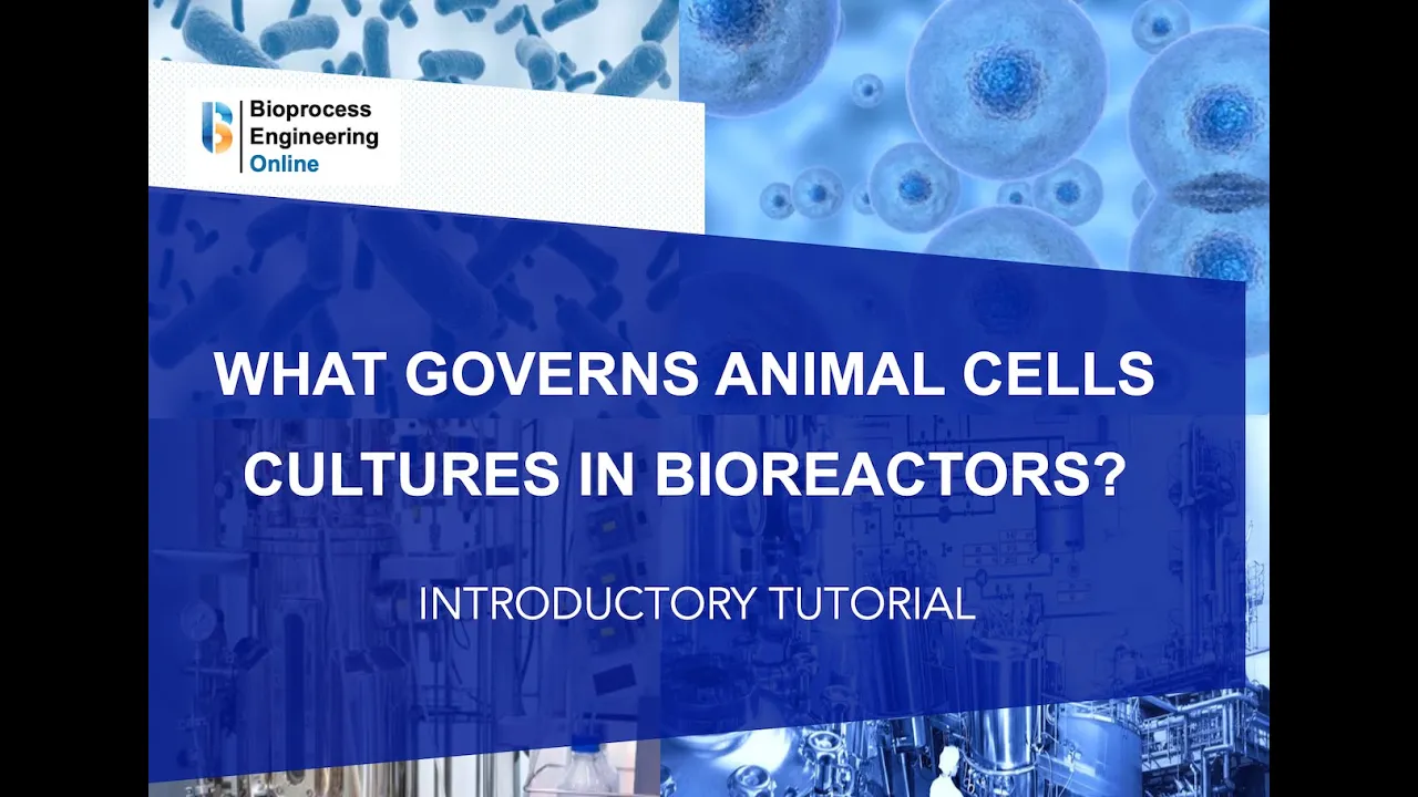 What governs animal cells cultures in bioreactors?