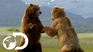 Majestic Bears In The Wild 