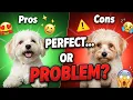 Coton de Tulear Pros and Cons - Honest Review