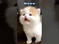 KITTENS Meow