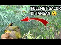 mikat Sogon gacor di kebun singkong