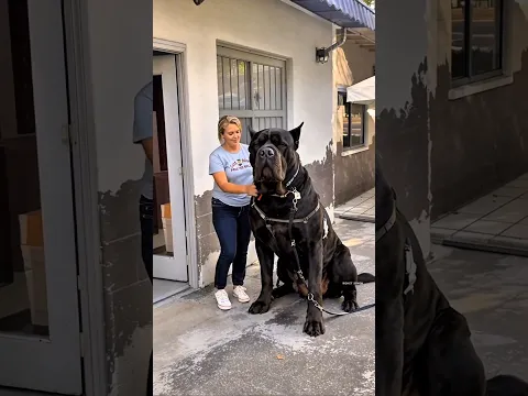 This Dog Looks Intimidating… But There’s More to the Cane Corso