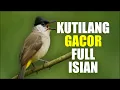 Download Lagu Burung Kutilang Gacor Full Isian – Koleksi Wajib Pecinta Kicau!