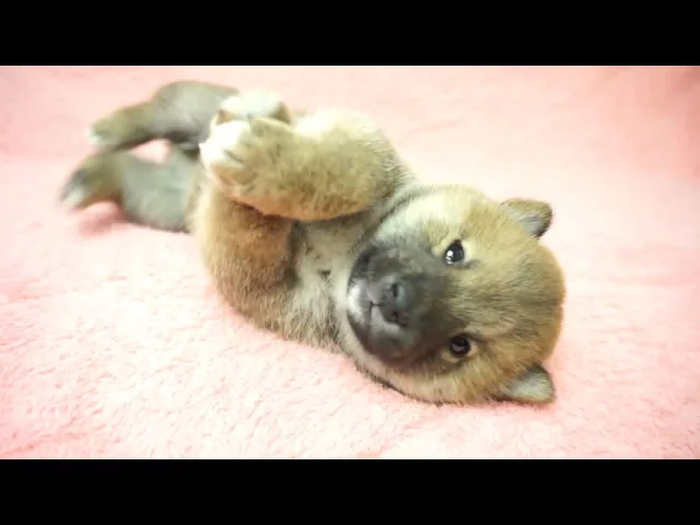 動画