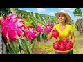 Download Lagu The Secret of Dragon Fruit Farms in Asia – How They Turn This Fruit Into a Million Dollar Specialty!