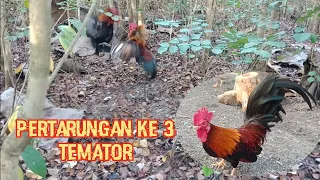 Download Mikat ayam hutan merah jawa || dengan pikat bertuah 😁😁 MP3