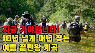 지금 가야하는 강원도 오지 계곡, 10년째 매년 다녀온 진짜 이유 썸네일