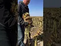 Lagu Harvesting dried sunflowers #shorts
