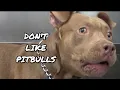 Why we DON T LIKE Pitbulls