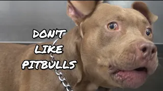 Why we DON T LIKE Pitbulls