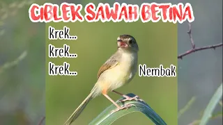 Download SUARA PANCINGAN CIBLEK SAWAH KRAK KREK NEMBAK MP3