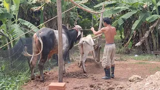 cattle breeding farming breeding rural king of cow mating