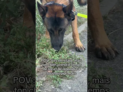Le mec il peut faire ça pendant des heures 🤧😭 #malinois #humour #ninolemalou