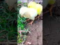 Download Lagu murgi ke chote  chote chuja | Chicken chicks video | Chicken chicken free sound #shortsvideo