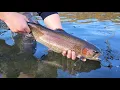 Trout stocking begins What you should know ahead of fishing season