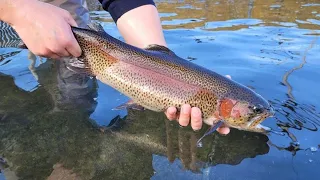 Trout stocking begins What you should know ahead of fishing season