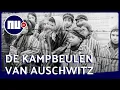 Download Lagu Auschwitz 75 jaar bevrijd: Wie waren de kampbeulen? | NU.nl