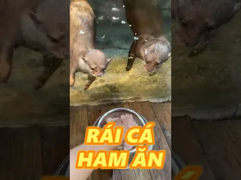EM BÉ RÁI CÁ SIU ĐANH ĐÁ
