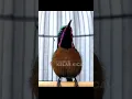 Download Lagu KONIN GACOR FULL ISIAN KASAR #koningacor #short #shorts