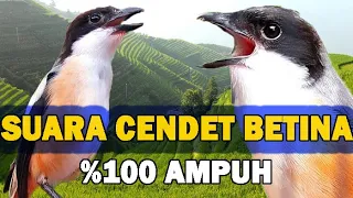 Download SUARA PENTET BETINA MEMANGGIL JANTAN GACOR AMPUH UNTUK PANCINGAN CENDET MANAPUN MP3