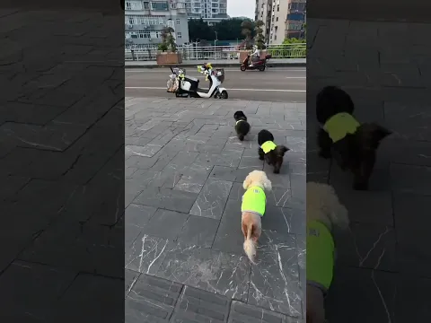 😂 पप्पियों को भी हेलमेट चाहिए?! 🐶🤣