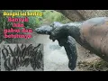 Download Lagu Luar biasa dapat banyak sekali ikan gabus | cari ikan di sungai yang kekeringan akibat kemarau