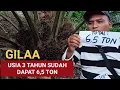 Lagu Penghasilan kebun sawit usia 3 tahun pas!!