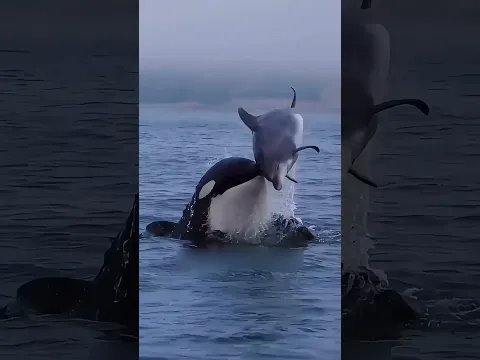 الأوركا تأكل الثلج بدل شرب الماء
