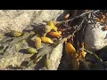 Sea Song - Ool
