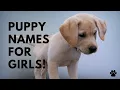 Puppy Names For Girls - 51 CUTE TOP Ideas Names