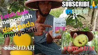 Download Agar buah mangga tidak busuk dan berulat ketika matang 100% manjur/ sangat efektif.dgn obat ini MP3