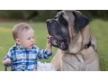 Mastiff Dogs Playing And Protecting Babies s Compilation 2016 - Funny Dogs and Babies
