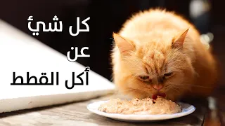 اكل القطط من البيت أكلات مفيدة للقطط وأكلات سامة إحذروها 