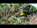 Download Lagu Mikat burung cucak hijau #burungcucakhijau #mikatburung #suarapikatampuh 