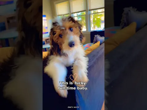 This is Tucky. Full-Time Baby 🐶| High-Five Certified