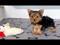 Yorkie Female Blk Tan Your Dream Yorkie in Marietta GA Tcupsandtoypups com 770-527-7295