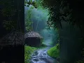 Download Lagu Hujan dan hutan yang indah #alam #hutan #hujan #indah #burung