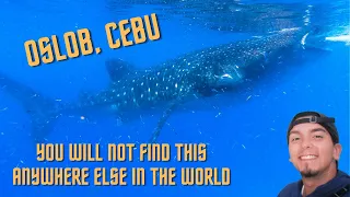 a foreigner visiting whalesharks for first time in oslob cebu a must see in the philippines 