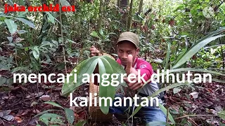 mencari anggrek dihutan kalimantan
