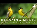 Download Lagu Relaxing Music With Birds Singing | Beautiful Nature | Reduce Stress and Soothe the Soul
