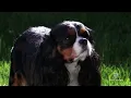 Adorable Breed Needed Some Extra Attention and The Cavalier Rescue Did Just That Very Local
