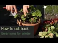 EP182 how to cut back geranium plants for the winter