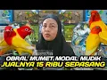 Lagu CEK HARGA BURUNG LOVEBIRD \u0026 WARNA CANTIK JELANG PUASA DIKIOS PASAR BURUNG PRAMUKA