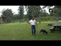 Rottweiler mix labrador retriever Puppy-Lesson Three