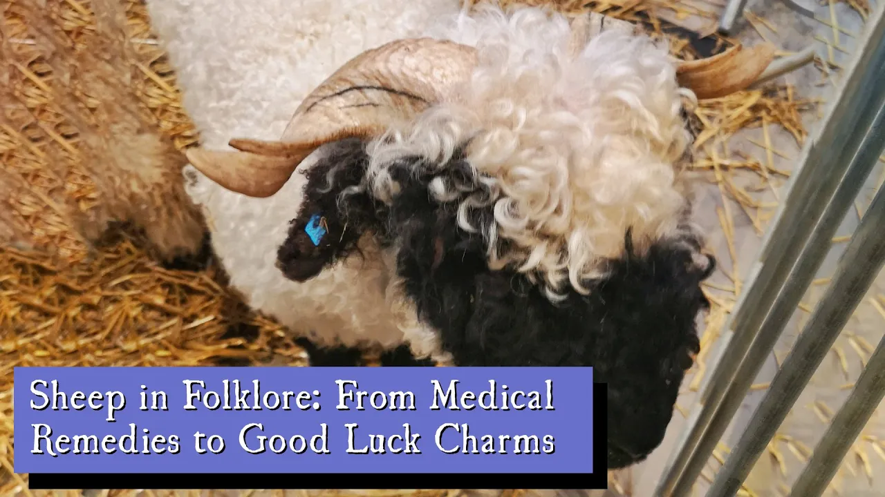 Sheep in Folklore: From Medical Remedies to Good Luck Charms