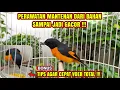 Download Lagu PERAWATAN MANTENAN / SEPAH DARI BAHAN SAMPAI GACOR \u0026 CARA MELATIH MAKAN VOER❗