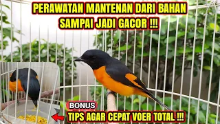 Download PERAWATAN MANTENAN / SEPAH DARI BAHAN SAMPAI GACOR \u0026 CARA MELATIH MAKAN VOER❗ MP3