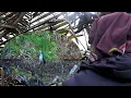 Download Lagu 🎯 Lokasi Ungka Cari Makan, Banyak Ruak-Ruak Bermunculan!