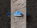 kandi shark 3