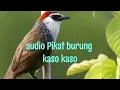 Suara pikat burung kaso - kaso (audio mp3) @ekobirdchanel2561